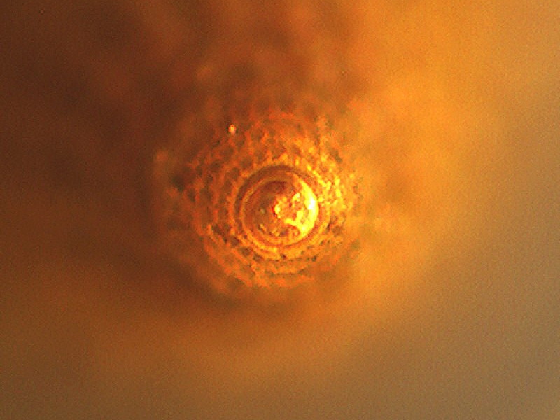 Identificazione di un Triphorinae